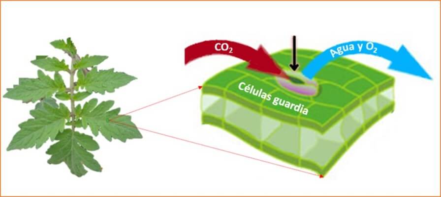 El potasio en las plantas pdf